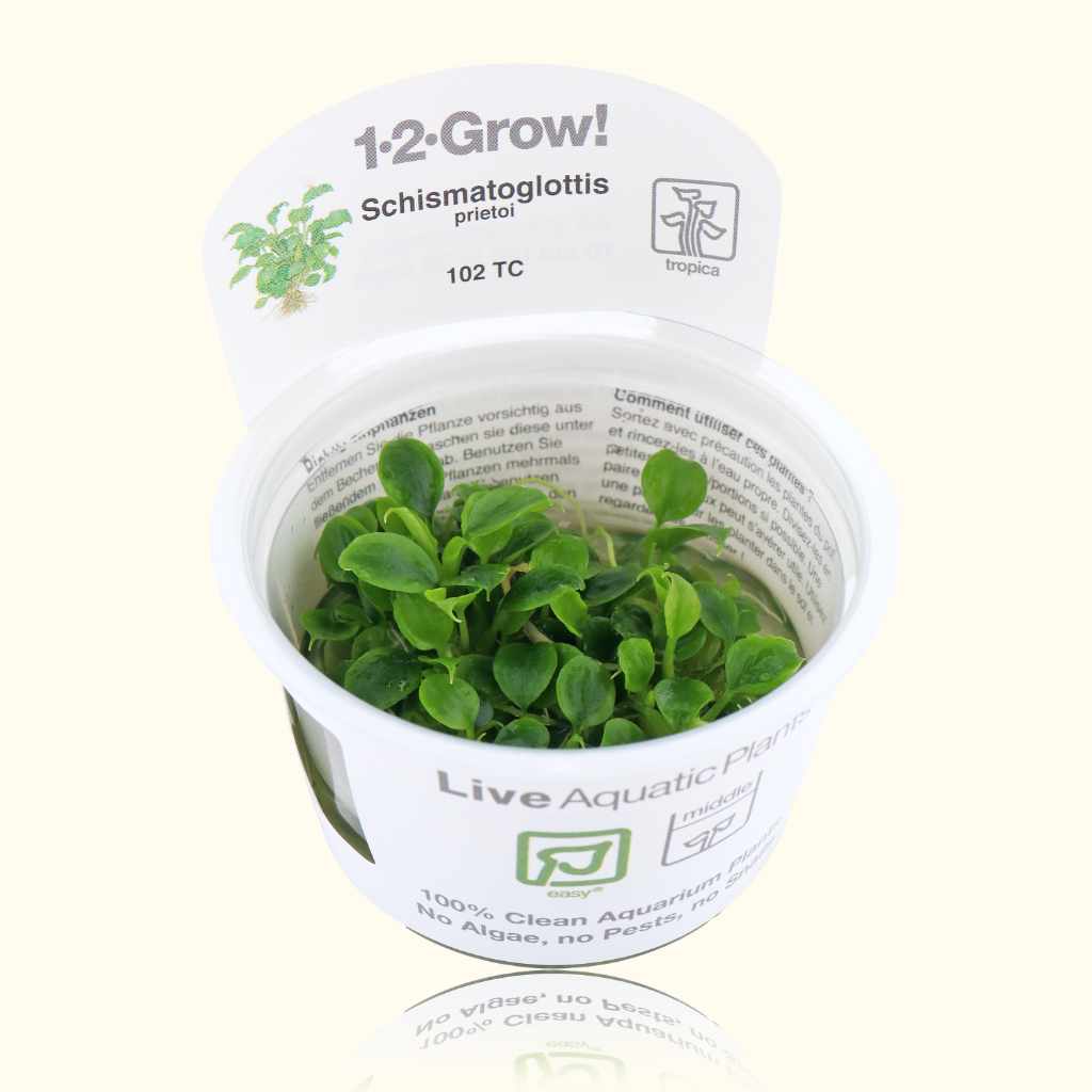 Schismatoglottis Prietoi Tissue Culture - Nestor' Aquariums & Pets