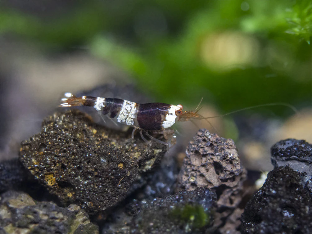 Crystal Black Shrimp Combo Box - Nestor' Aquariums & Pets