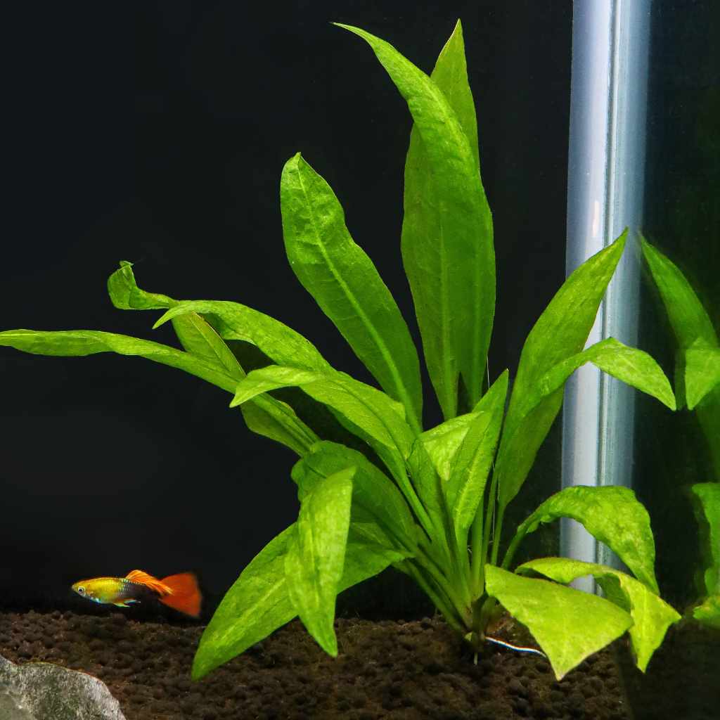 Amazon Sword - Nestor' Aquariums & Pets