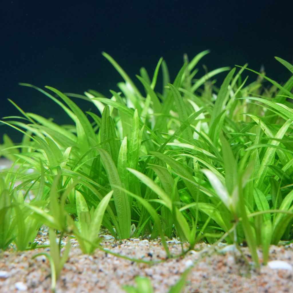 Dwarf Chain Sword - Nestor' Aquariums & Pets