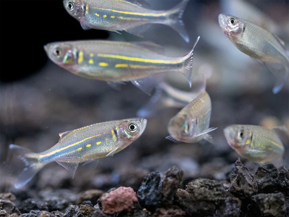 Giant Danio (Devario aequipinnatus), Tank-Bred! - Nestor' Aquariums & Pets