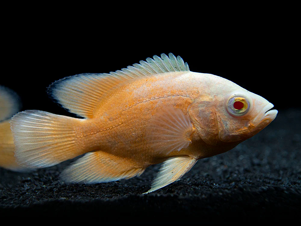Albino Red Oscar (Astronotus ocellatus), Tank-Bred - Nestor' Aquariums & Pets