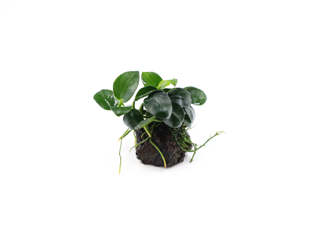 Anubias barteri 'Petite Round' on Lava Stone - Nestor' Aquariums & Pets
