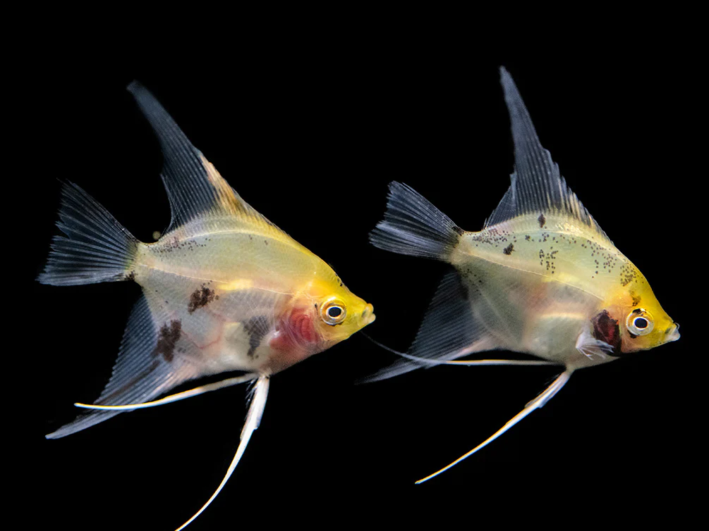 Koi Angelfish (Pterophyllum scalare) - Tank-Bred! - Nestor' Aquariums & Pets
