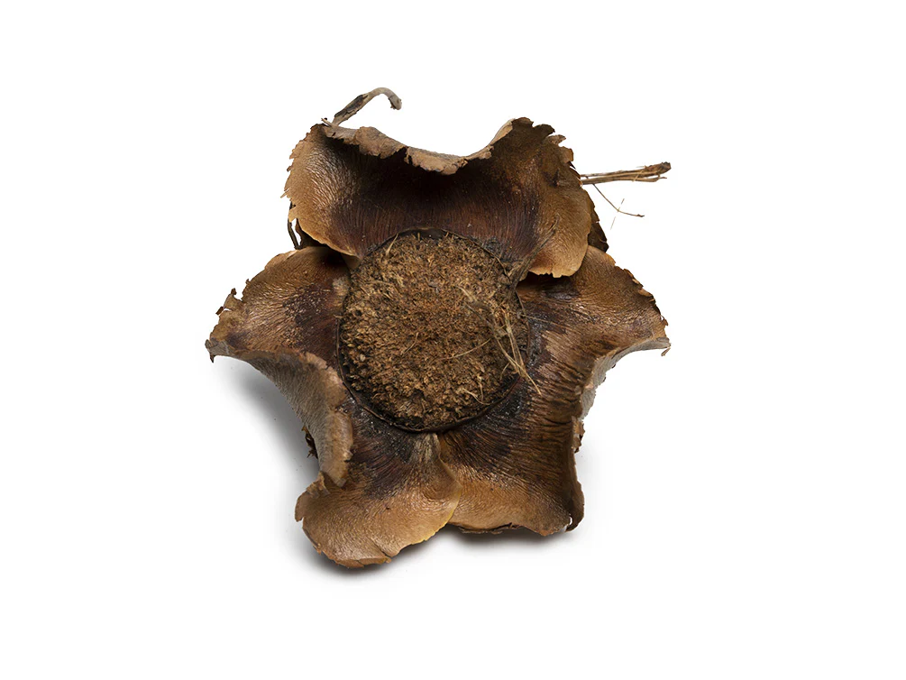 Coconut Petals - Nestor' Aquariums & Pets