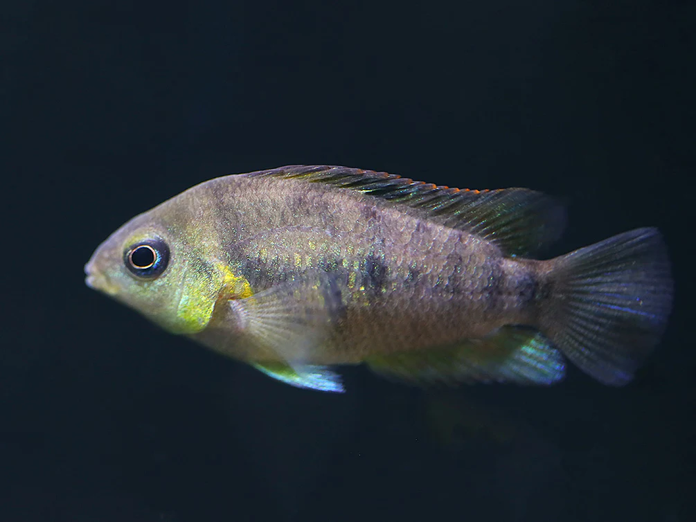 Gold Convict Cichlid (Amatitlania nanolutea 