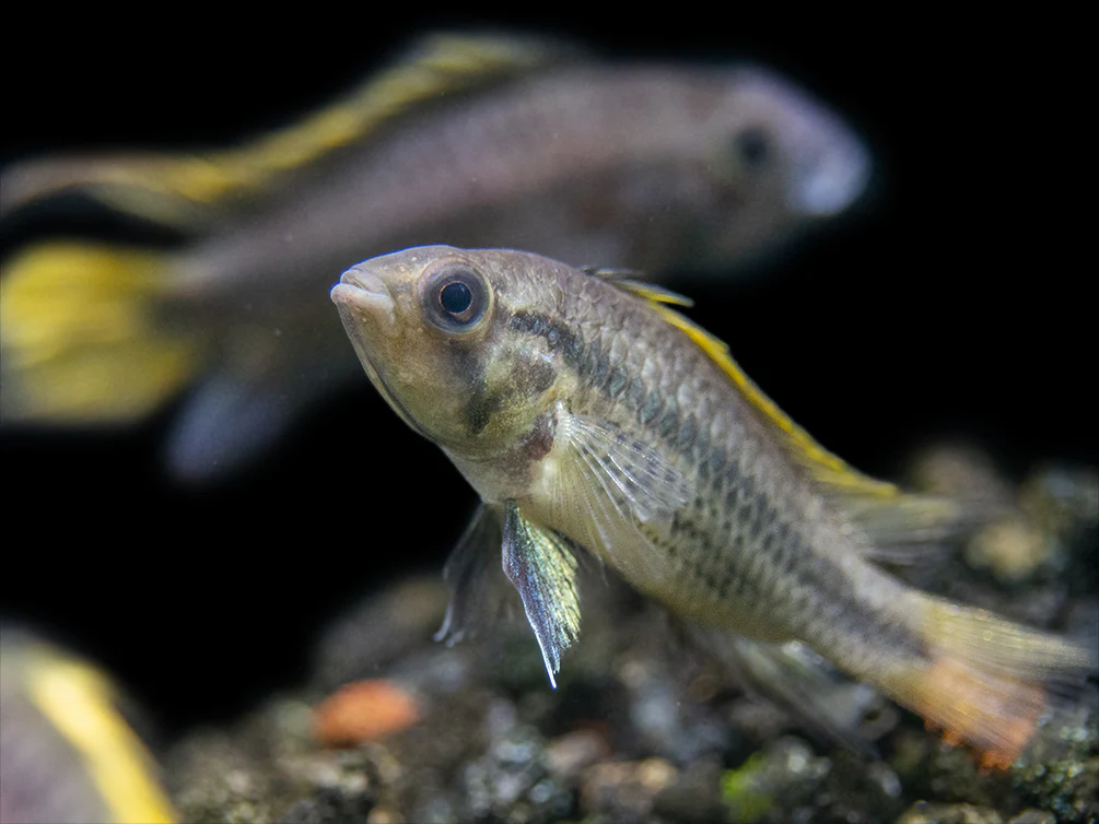 Yellow Flash Cockatoo Dwarf Cichlid (Apistogramma cacatuoides), Tank-Bred - Nestor' Aquariums & Pets