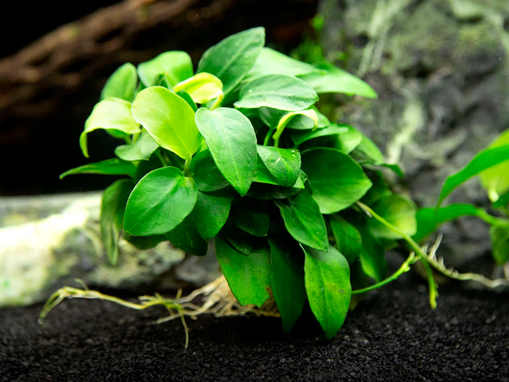 Petite Anubias Nana (Anubias barteri var. “Petite Nana”), EXTRA LARGE, Bare Root - Nestor' Aquariums & Pets