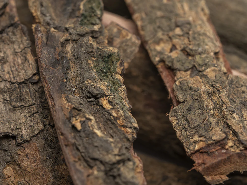 Catappa Bark - Nestor' Aquariums & Pets