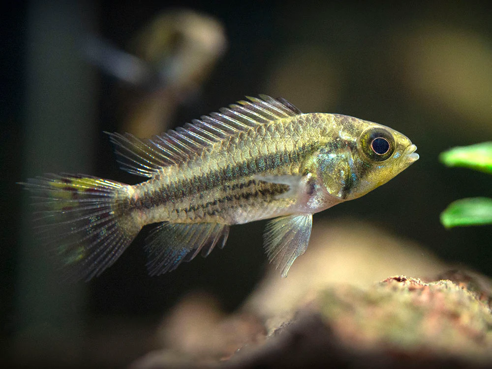 Cockatoo Dwarf Cichlid (Apistogramma cacatuoides) - Nestor' Aquariums & Pets