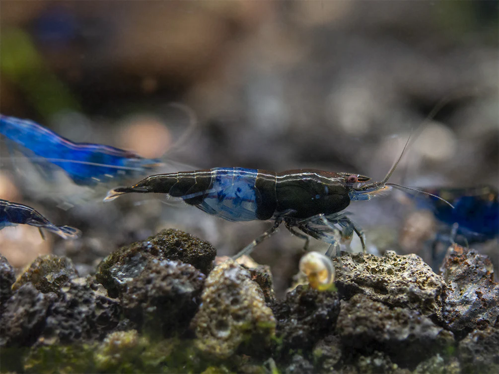 Blue Rili Shrimp (Neocaridina davidi), Tank-Bred - Nestor' Aquariums & Pets