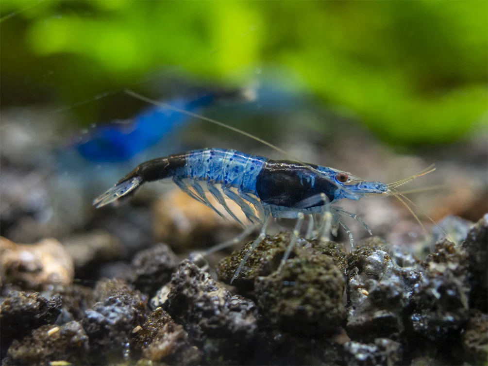 Blue Rili Shrimp (Neocaridina davidi), Tank-Bred - Nestor' Aquariums & Pets