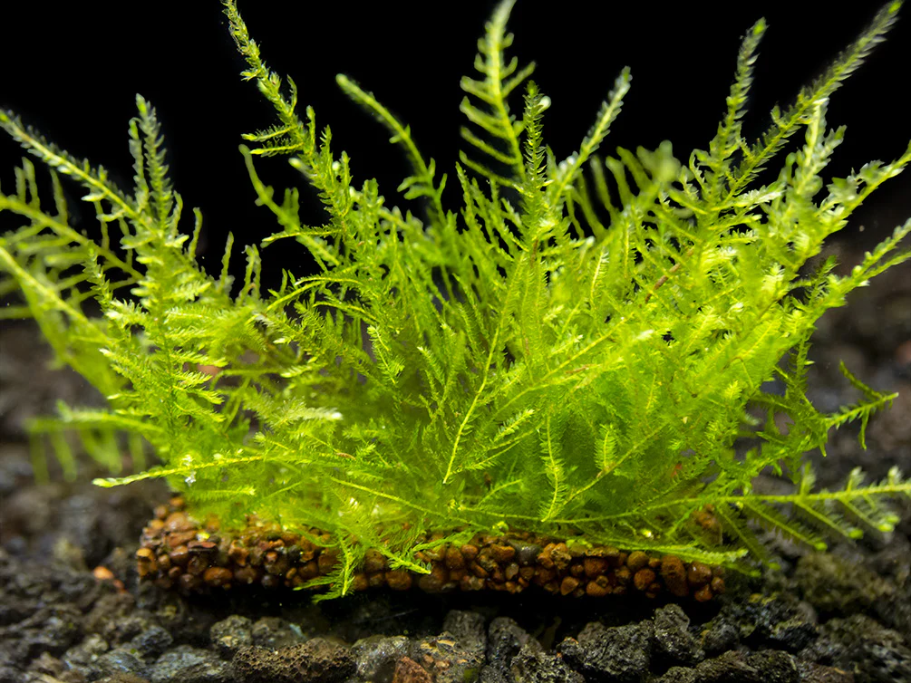 Thuymoc NuTriPad Plant Growth Media - Nestor' Aquariums & Pets