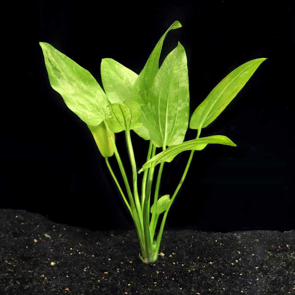 Radican Marble Queen Sword - Nestor' Aquariums & Pets