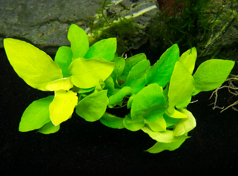 Golden Anubias Nana (Anubias barteri var. “Golden nana”), Bare Root - Nestor' Aquariums & Pets