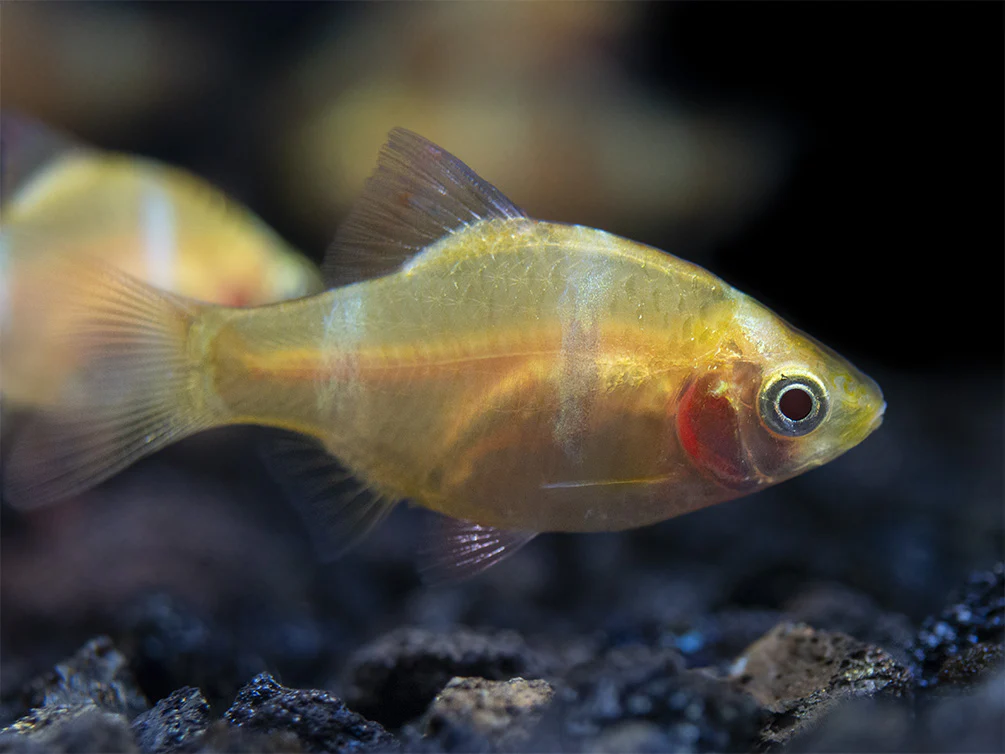 Albino Tiger Barb (Puntigrus tetrazona), Tank-Bred - Nestor' Aquariums & Pets