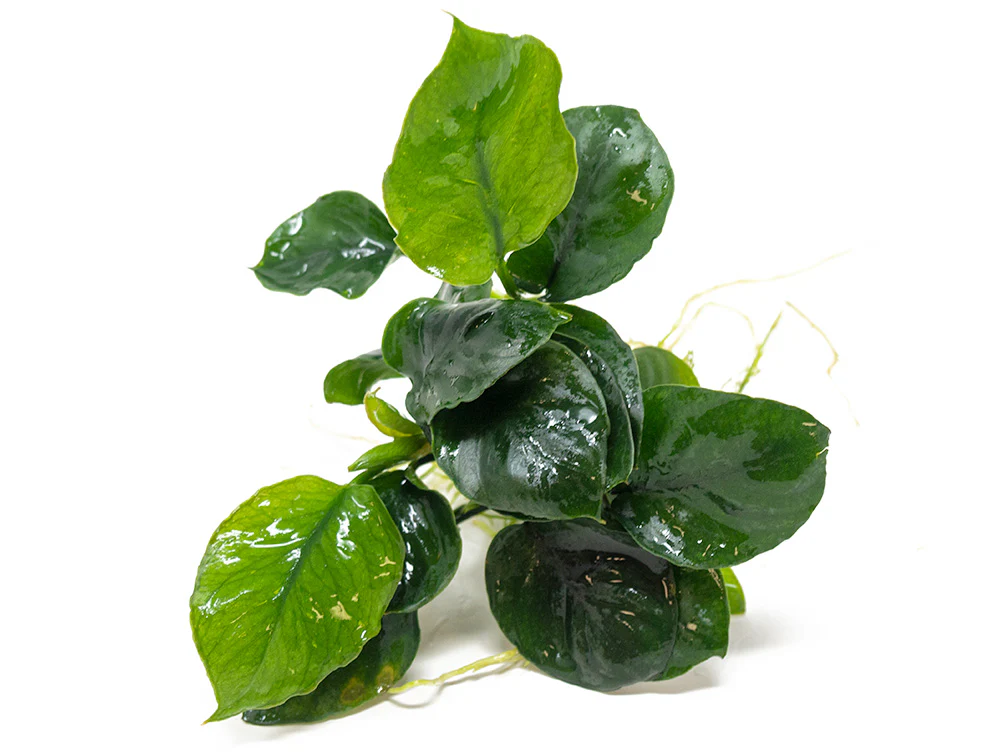 Gold Coin Anubias (Anubias barteri “Round Leaf”), Bare Root - Nestor' Aquariums & Pets