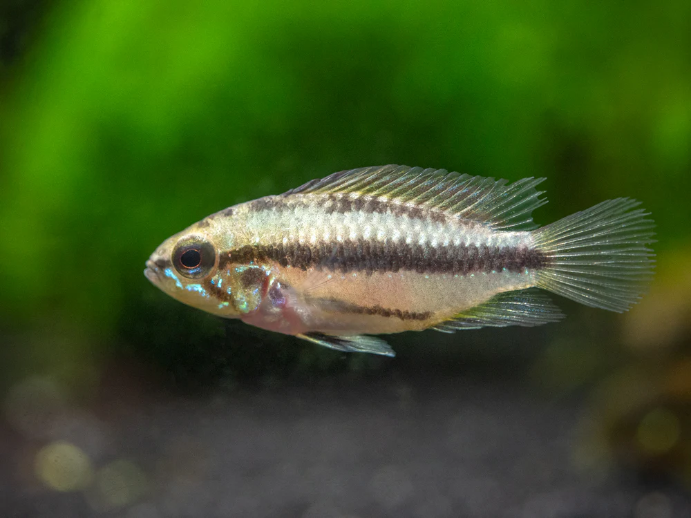Redfin Three-Striped Dwarf Cichlid (Apistogramma trifasciata) - TANK-BRED!!! - Nestor' Aquariums & Pets