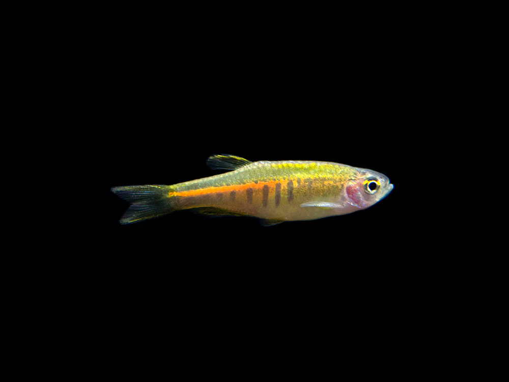 Glowlight Danio (Celestichthys choprae), Tank-Bred! - Nestor' Aquariums & Pets