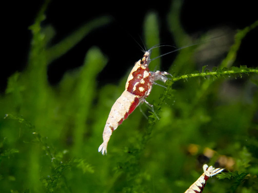 Red Galaxy Pinto Shrimp (Caridina cantonensis, A Grade), Tank-Bred - Nestor' Aquariums & Pets