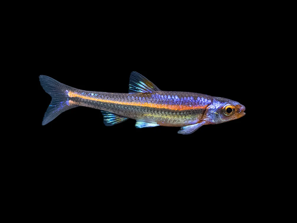 Rainbow Shiner (Notropsis chrosomus), Tank-Bred - Nestor' Aquariums & Pets