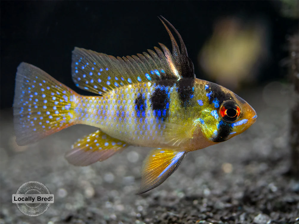 German Blue Ram Dwarf Cichlid (Mikrogeophagus ramirezi) - LOCALLY BRED!!! - Nestor' Aquariums & Pets