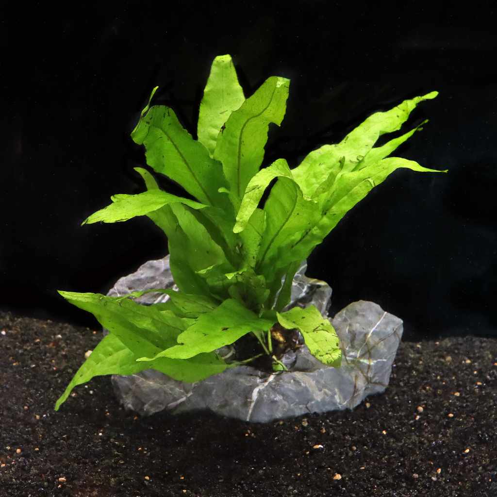 Java Fern - Nestor' Aquariums & Pets