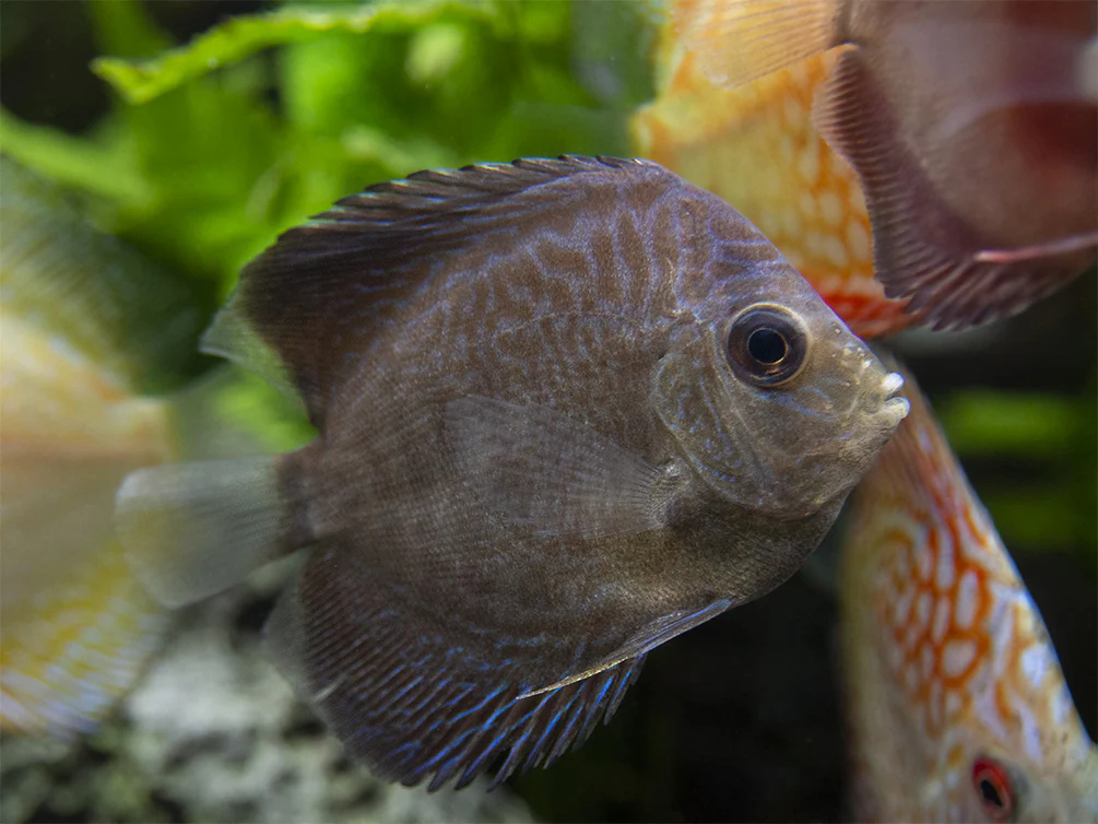 Dealer's Choice Discus (Symphysodon aequifasciatus), Tank-Bred - Nestor' Aquariums & Pets