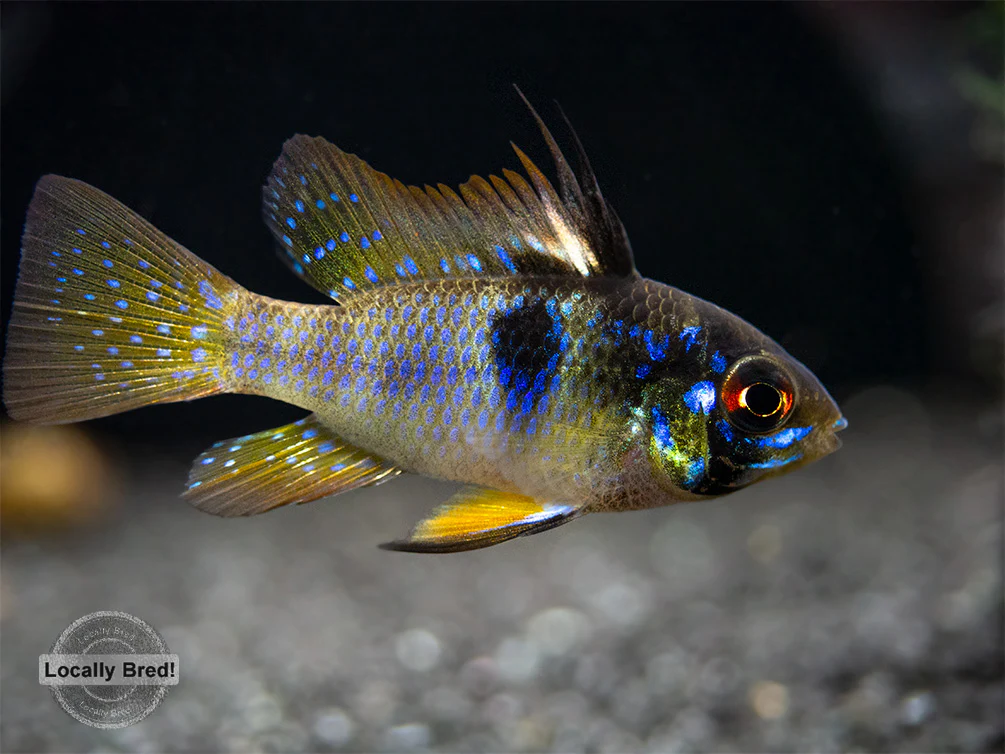 German Blue Ram Dwarf Cichlid (Mikrogeophagus ramirezi) - LOCALLY BRED!!! - Nestor' Aquariums & Pets