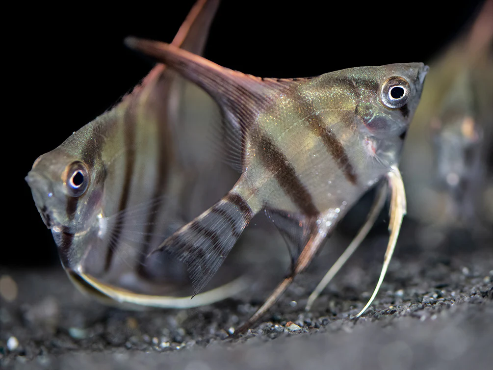 Redback Amapa Angelfish (Pterophyllum scalare) - TANK-BRED!!! - Nestor' Aquariums & Pets