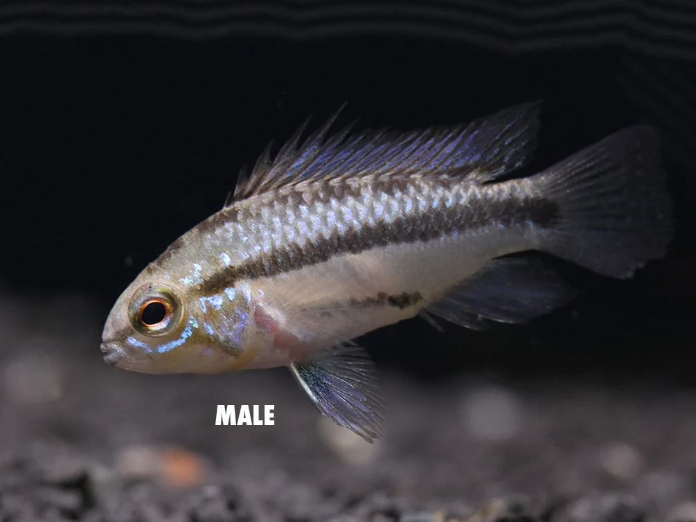Redfin Three-Striped Dwarf Cichlid (Apistogramma trifasciata) - TANK-BRED!!! - Nestor' Aquariums & Pets
