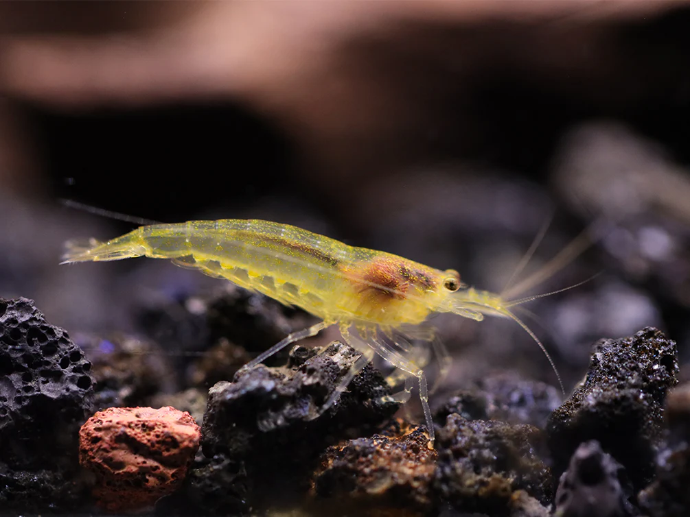 Lemon Yellow Amano Shrimp (Caridina multidentata 