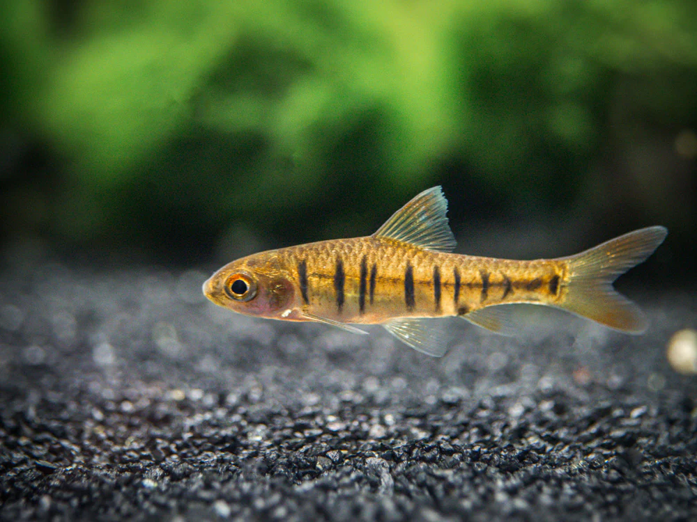 African Banded Barb (Barbus fasciolatus) - Tank-Bred - Nestor' Aquariums & Pets
