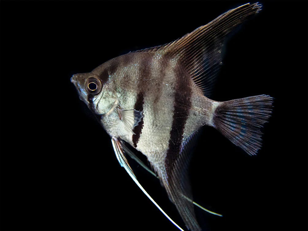 Red Shoulder Manacapuru Angelfish (Pterophyllum scalare) - TANK-BRED!!! - Nestor' Aquariums & Pets