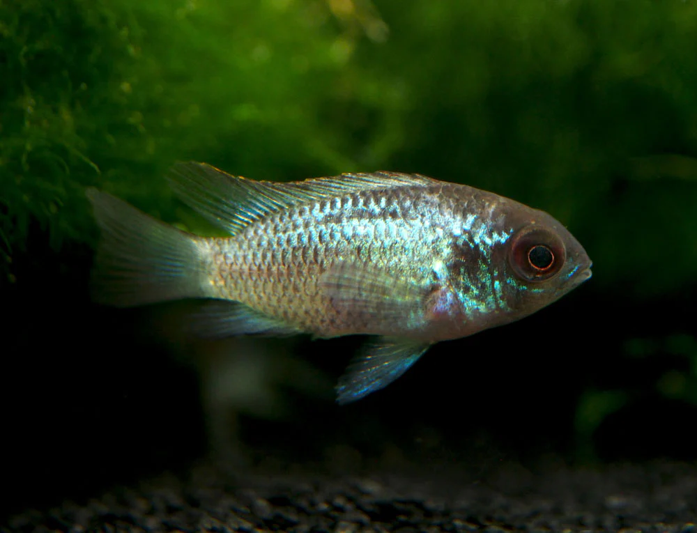 Electric Blue Acara Cichlid (Andinoacara pulcher hybrid), Tank-Bred! - Nestor' Aquariums & Pets