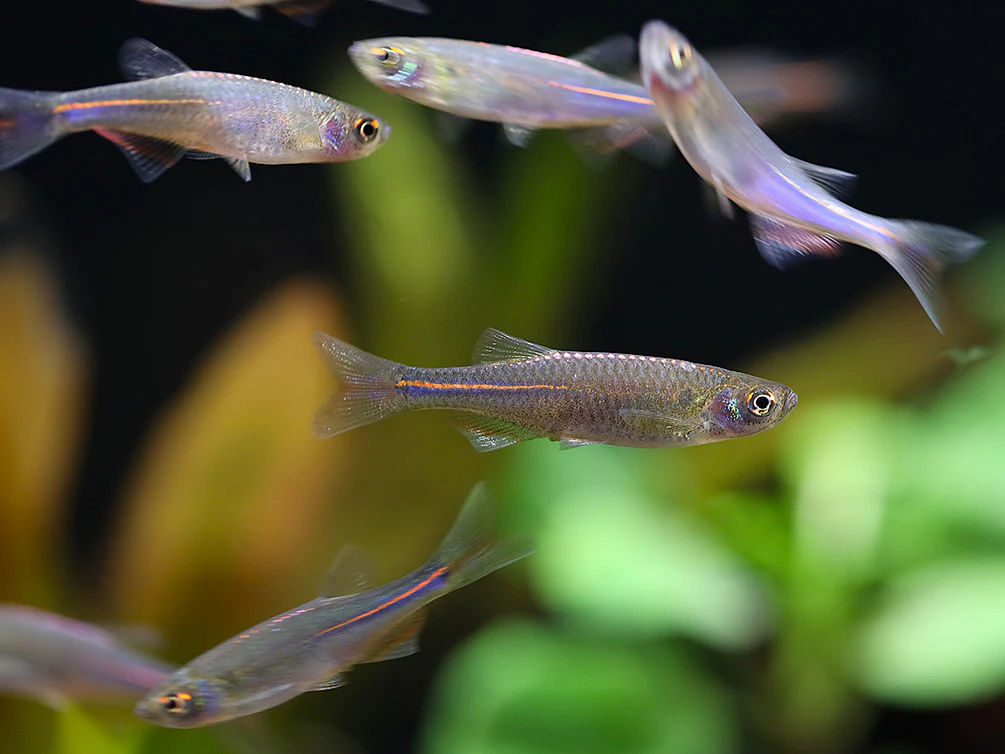 Pearl Danio (Danio albolineatus) – Tank Bred - Nestor' Aquariums & Pets