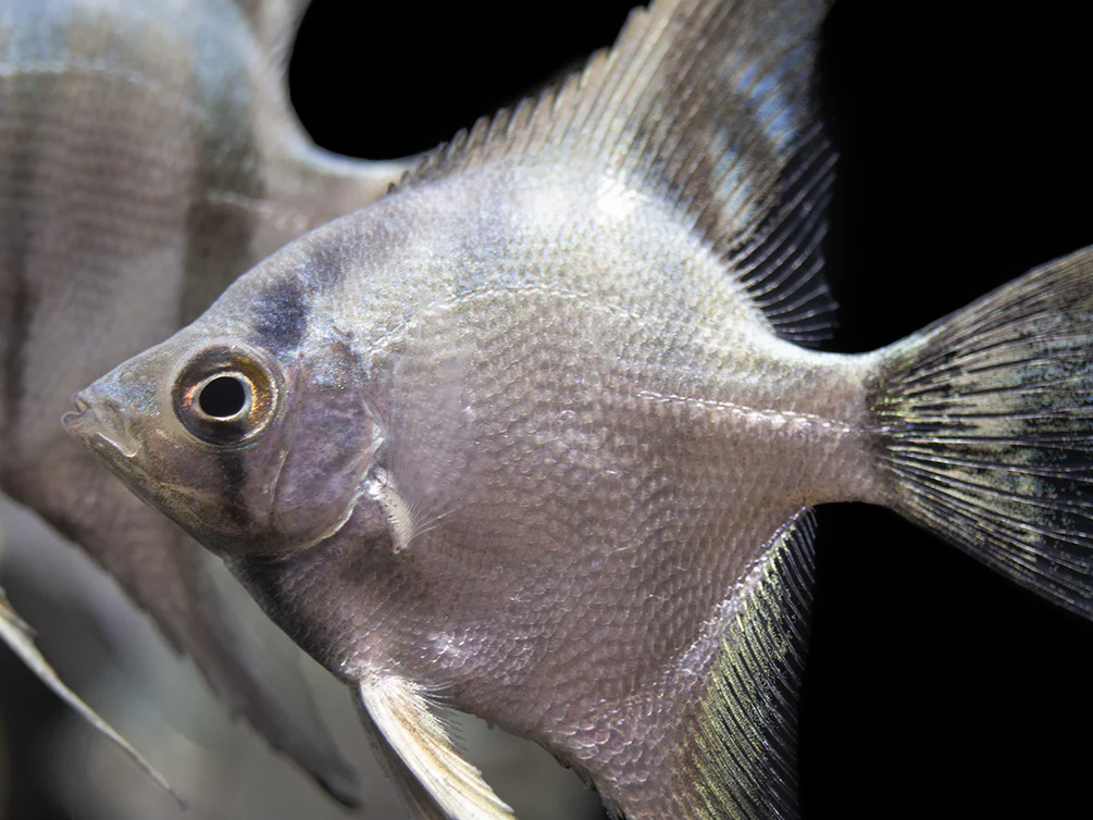 Belem Sky Blue Angelfish (Pterophyllum scalare) - Tank-Bred - Nestor' Aquariums & Pets