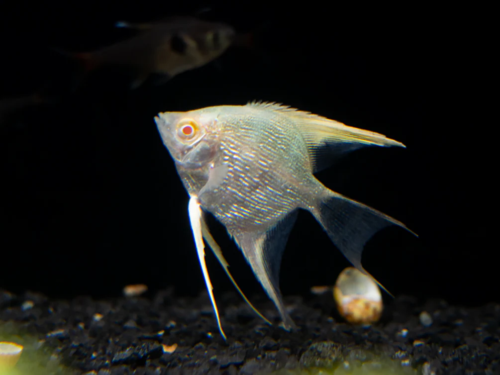 Albino Angelfish (Pterophyllum scalare), Tank Bred - Nestor' Aquariums & Pets