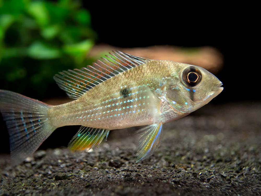Threadfin Acara Cichlid (Acarichthys heckelii), Tank-Bred - Nestor' Aquariums & Pets