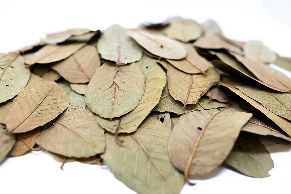 Aquatic Arts Guava Leaves - Nestor' Aquariums & Pets