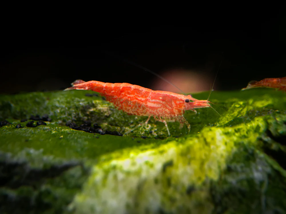 Sakura Red Cherry Shrimp Breeder Combo Box - Nestor' Aquariums & Pets