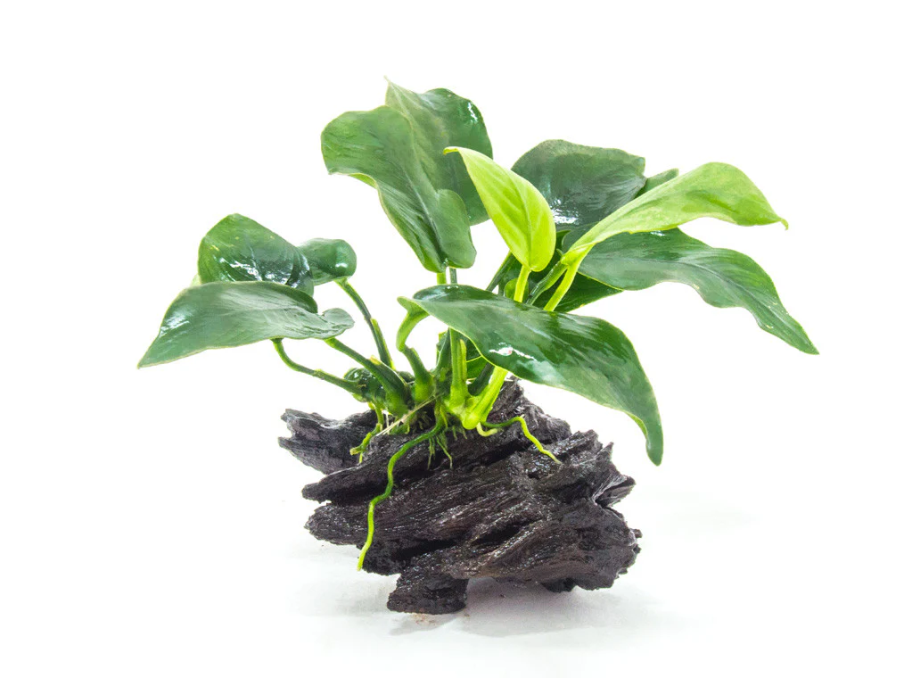 Anubias sp. on Driftwood - Nestor' Aquariums & Pets