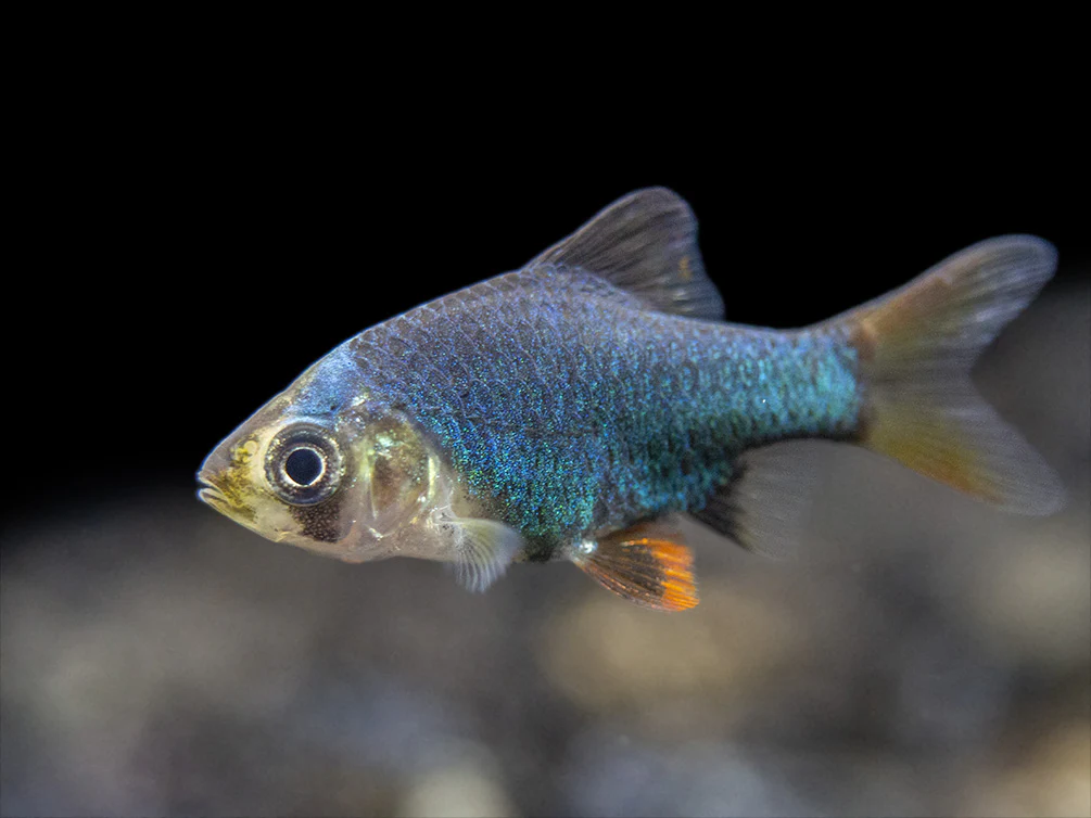 Green Tiger Barb (Puntigrus tetrazona), Tank-Bred - Nestor' Aquariums & Pets