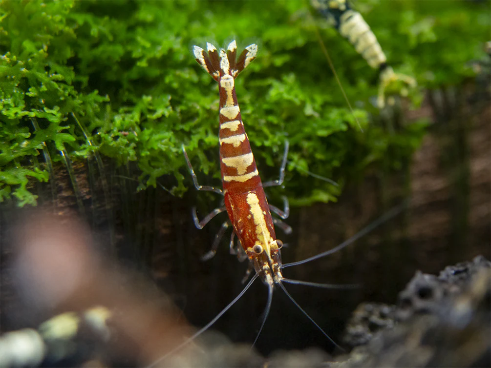 Red Galaxy Pinto Shrimp (Caridina cantonensis, A Grade), Tank-Bred - Nestor' Aquariums & Pets