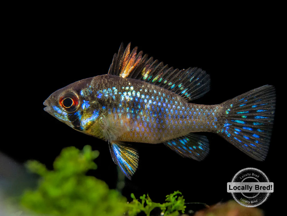 German Blue Ram Dwarf Cichlid (Mikrogeophagus ramirezi) - LOCALLY BRED!!! - Nestor' Aquariums & Pets