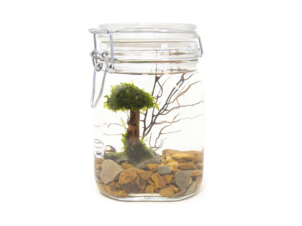 Aquatic Arts Desktop Terrarium - Nestor' Aquariums & Pets