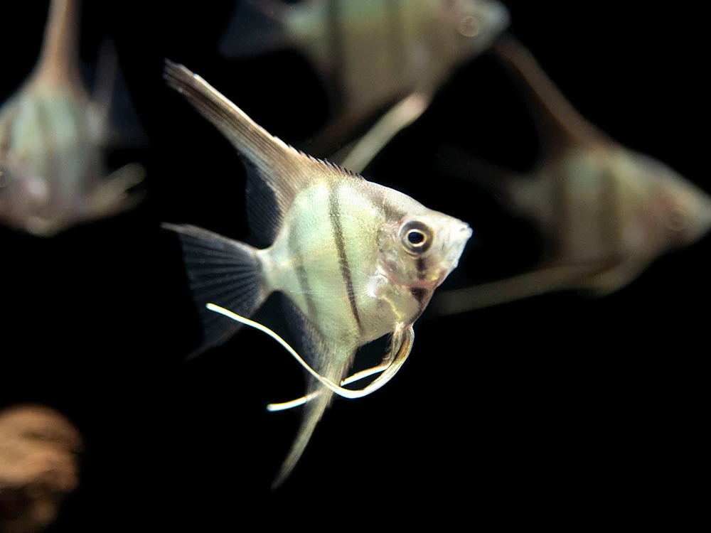 Red Shoulder Manacapuru Angelfish (Pterophyllum scalare) - TANK-BRED!!! - Nestor' Aquariums & Pets
