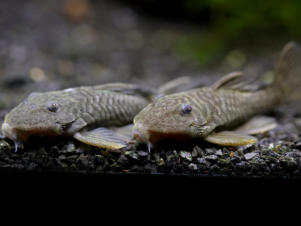 L056 Chubby Pleco L056 (Pseudorinelepis genibarbis) - Nestor' Aquariums & Pets