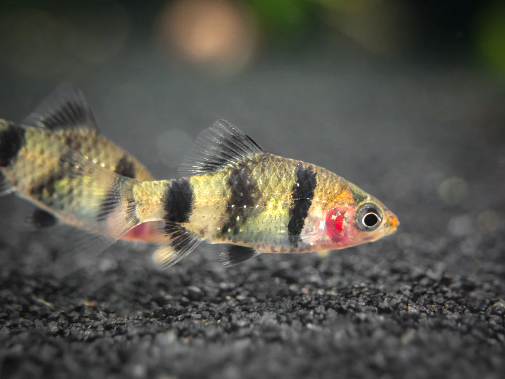 Black Ruby Barb (Pethia nigrofasciata), Tank-Bred!!! - Nestor' Aquariums & Pets