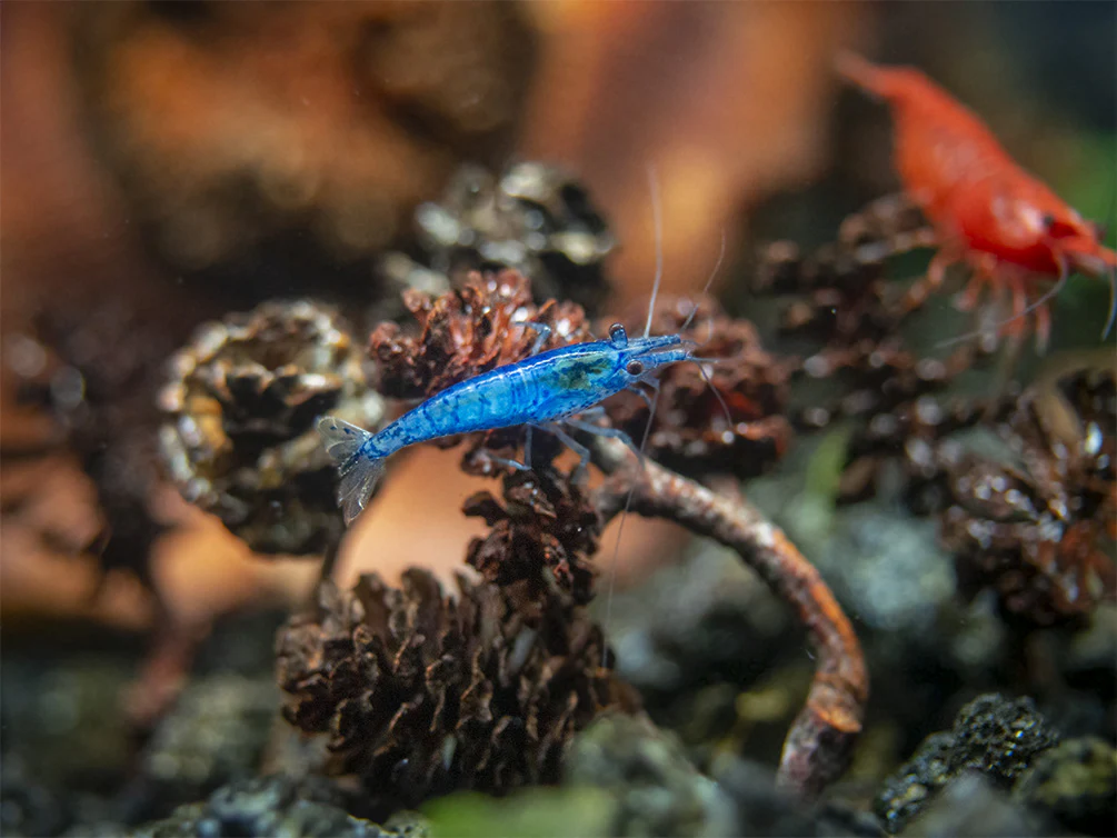 Dream Blue Velvet Shrimp Breeder Combo Box - Nestor' Aquariums & Pets